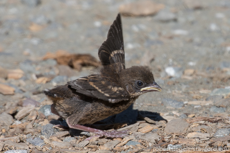 Spotted towhee